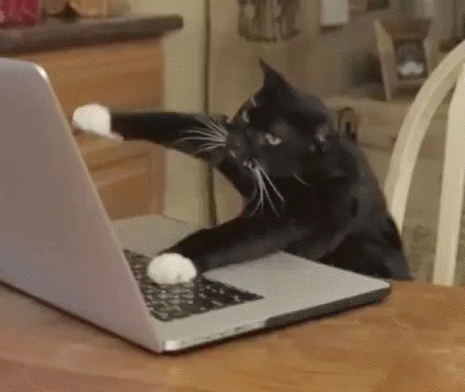 email-cat